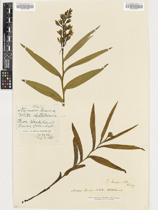 Cephalanthera longifolia (L.) Fritsch - BM000954851