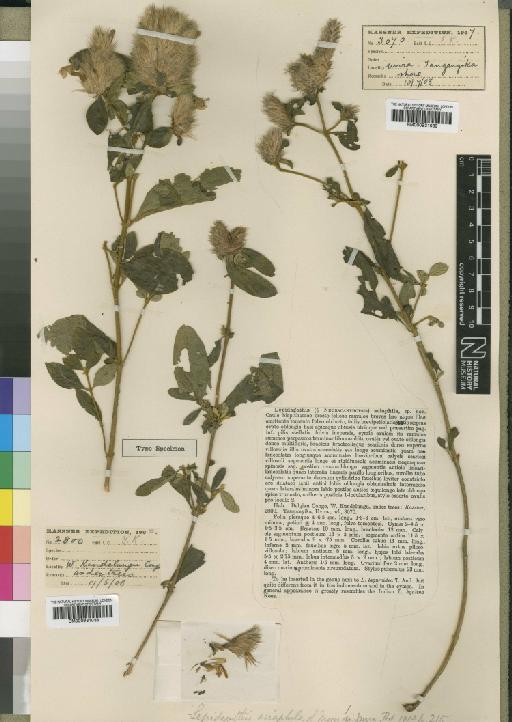 Lepidagathis sciaphila Moore - BM000931039