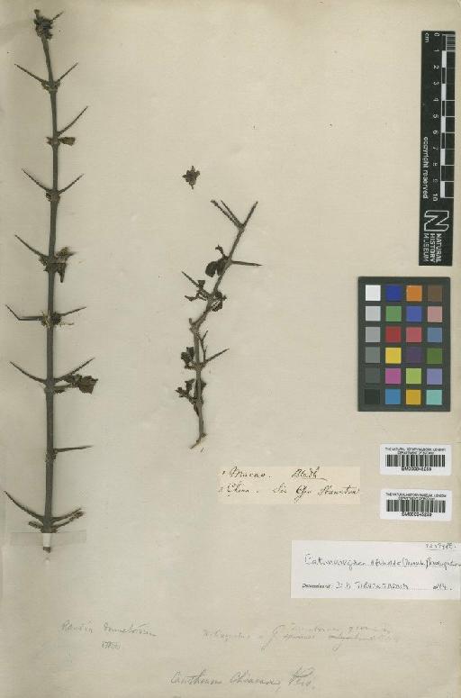 Xeromphis spinosa (Thunb.) Keay - BM000945258