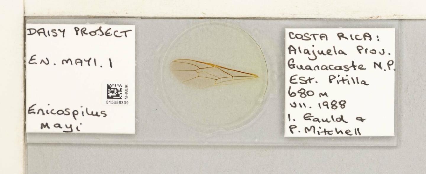 Enicospilus mayi