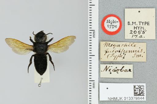 Megachile fulvipennis Smith, F., 1879 - 013379844_18337_-