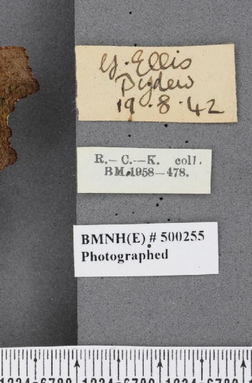 Polygonia c-album ab. c-extinctum Gillmer, 1907 - BMNHE_500255_label_22889