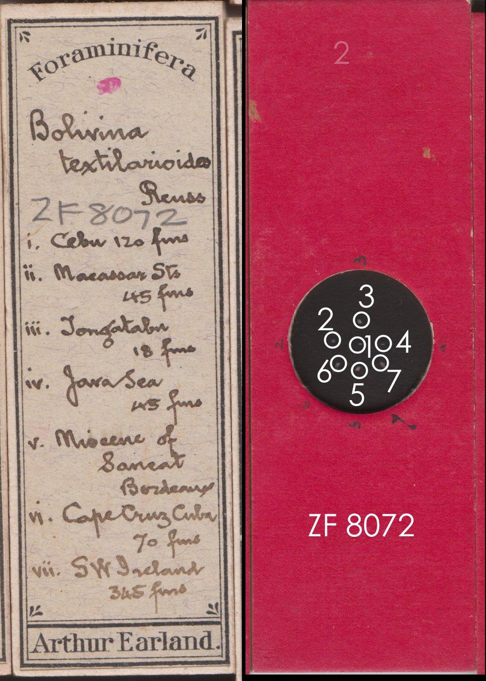 To NHMUK collection (Bolivina textilarioides Reuss, 1863; NHMUK:ecatalogue:9143289)