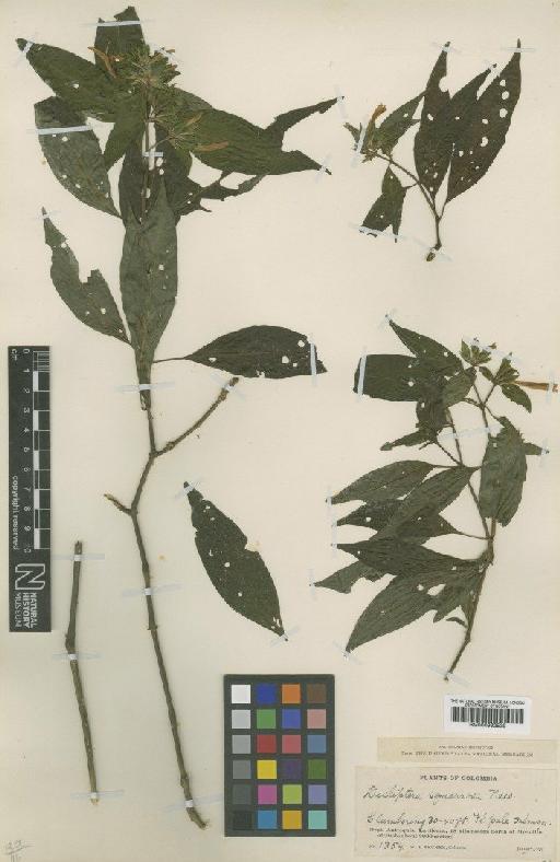 Dicliptera scandens Leonard - BM000992539