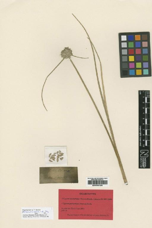 Cyperus pachyrhizus Nees ex Boeckeler - BM000901246