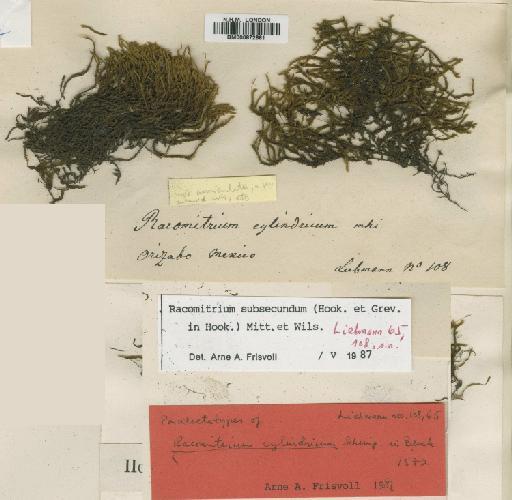 Racomitrium subsecundum (Hook. & Grev.) Mitt. & Wilson - BM000872881