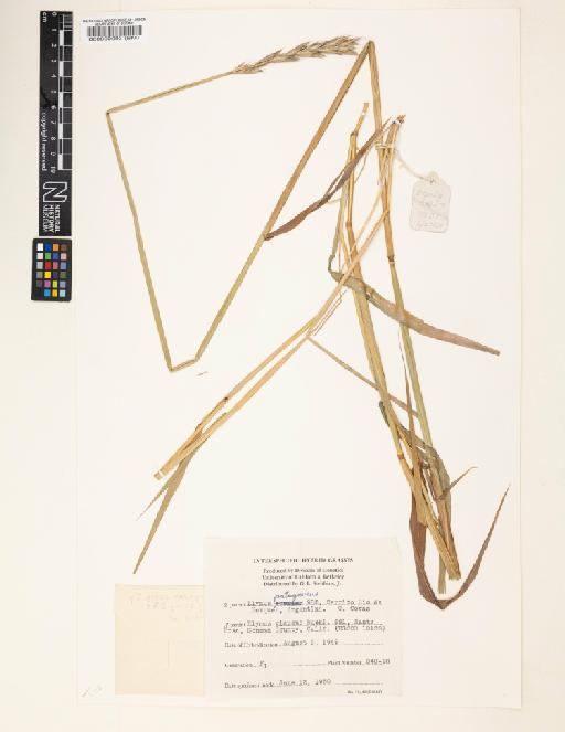 Elymus glaucus Buckley × E. patagonicus Speg. - 000060093