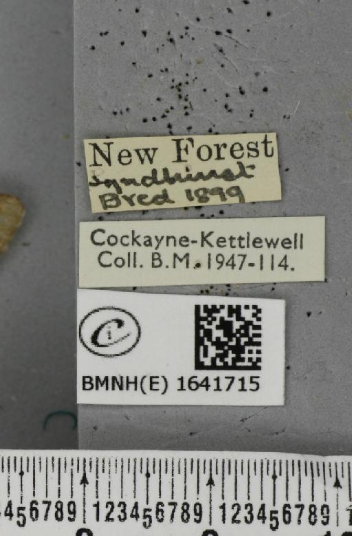 Notodonta dromedarius ab. dromedarulus Haworth, 1803 - BMNHE_1641715_label_244168