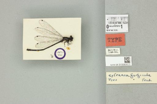 Argia forficula Fraser, 1946 - 013383603_dorsal