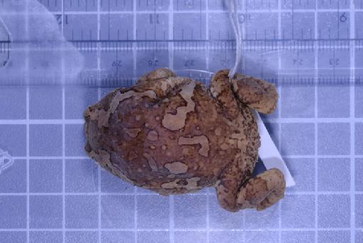 Uperodon taprobanicus - 1947.2.10.68-pic1