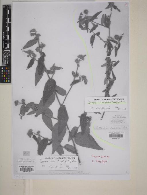 Commersonia dasyphylla Andrews - BM000820141_photocopy