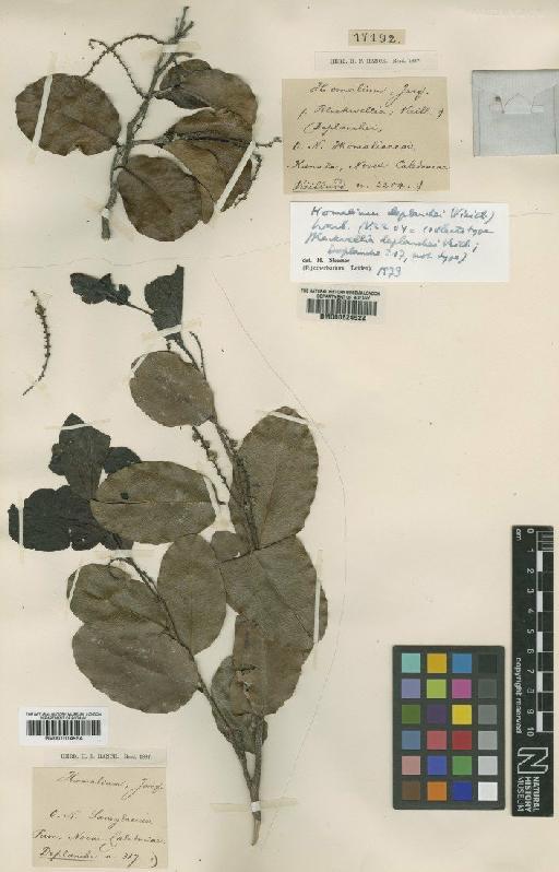 Homalium deplanchei (Vieill.) Warb. - BM000624522