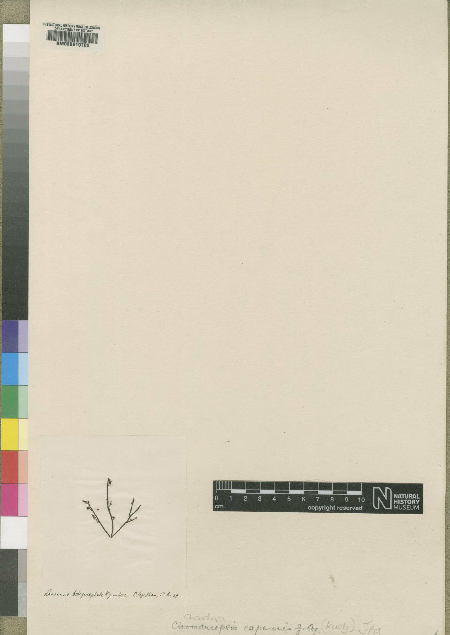 To NHMUK collection (Laurencia botryocephala Kütz.; TYPE; NHMUK:ecatalogue:4791880)