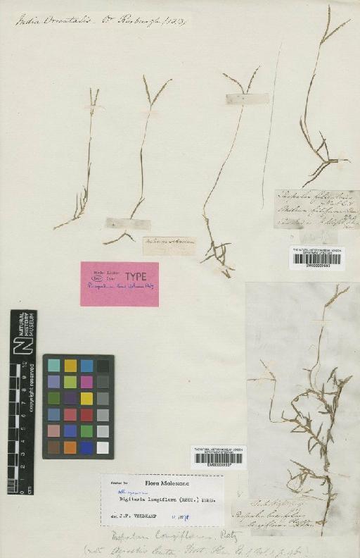 Digitaria longiflora (Retz.) Pers. - BM000959637