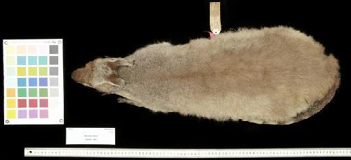 Macropus parryi Bennett, 1835 - 1855.12.24.61_Skin_Dorsal