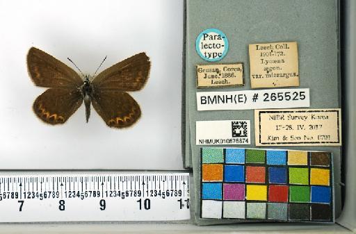 Lycaeides argus - NHMUK010576874_Lycaeides_argus_seoki_Paralectotype_dorsal