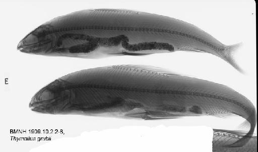 Thymallus grubii Dybowski, 1869 - BMNH 1909.10.2.2-8, Thymallus grubii Radiograph