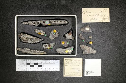 Hypsocormus tenuirostris Smith Woodward, 1889 - 010032093_L010097559