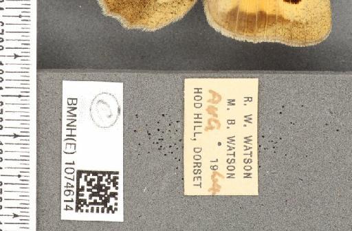 Maniola jurtina insularis ab. antinigromargo Leeds, 1950 - BMNHE_1074614_label_41362