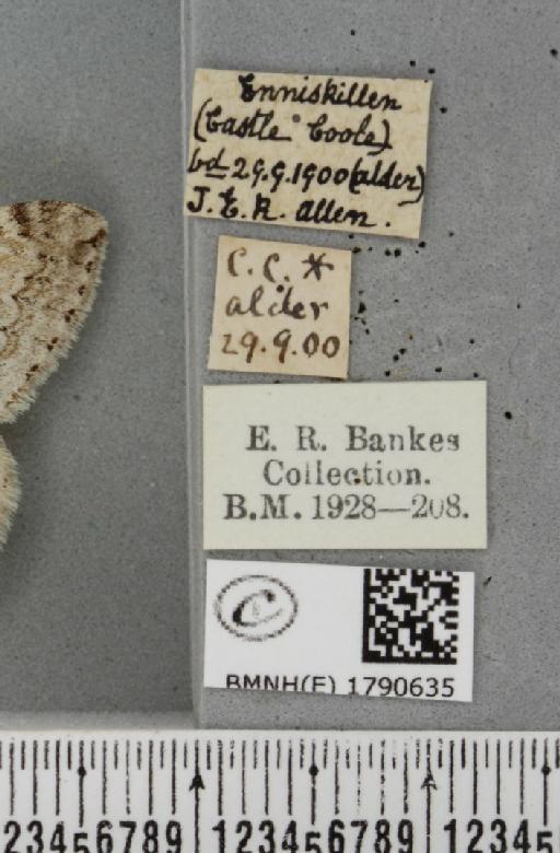 Epirrita autumnata ab. pallida Clark, 1896 - BMNHE_1790635_label_360868