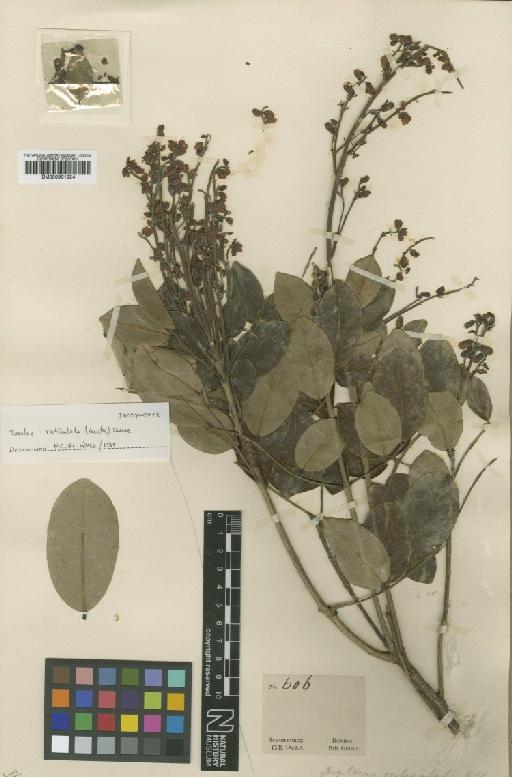 Taralea reticulata (Benth.) Ducke - BM000931954