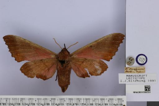 Triptogon roseipennis Butler, 1875 - NHMUK010588331_Triptogon_roseipennis_Butler_LT_ventral_and_labels.JPG