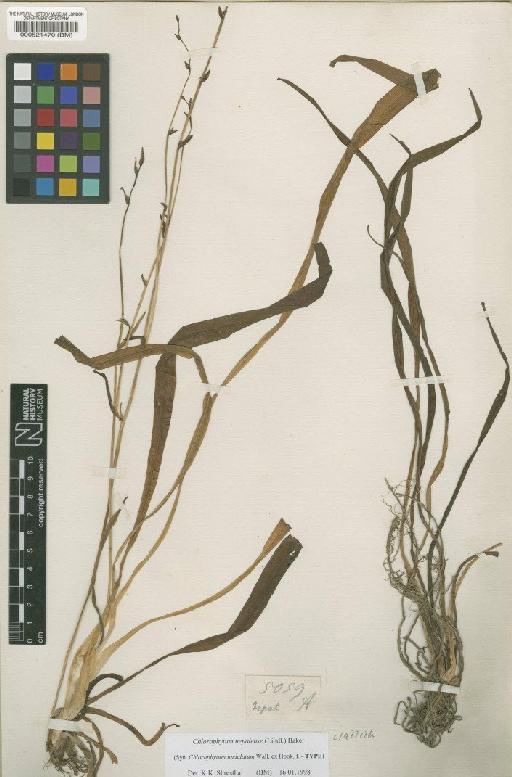 Chlorophytum nepalense (Lindl.) Baker - BM000521470