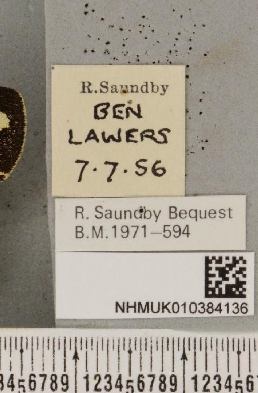 Parasemia plantaginis insularum Seitz, 1910 - NHMUK_010384136_label_511513