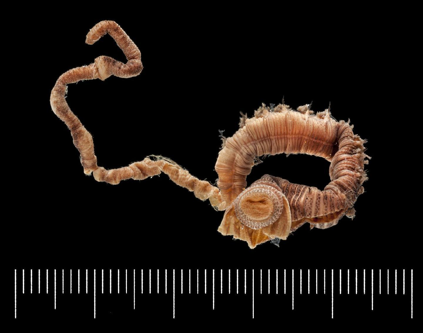 Abarenicola affinis thumbnail