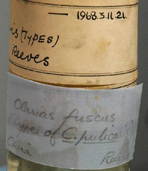 Clarias pulicaris Richardson, 1845 - 1968.3.11.21; Clarias pulicaris; image of jar label; ACSI project image