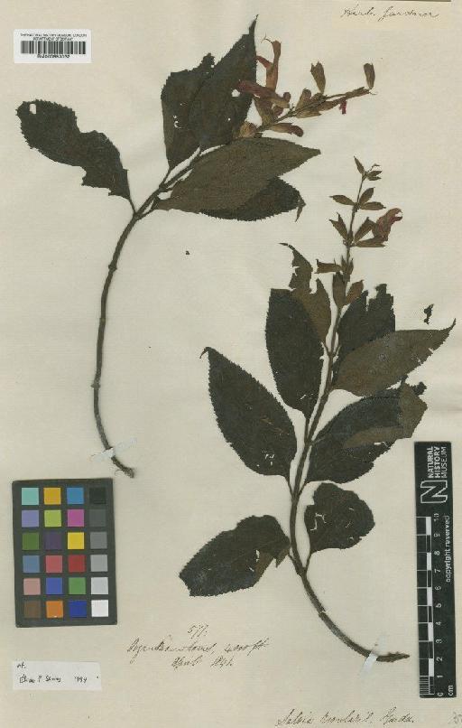 Salvia rivularis Gardner - BM000993032