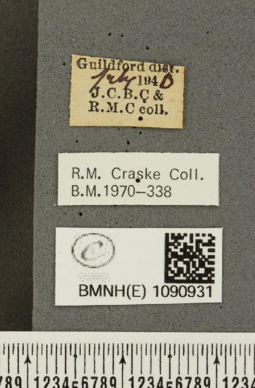 Pyronia tithonus britanniae (Verity, 1914) - BMNHE_1090931_label_1254