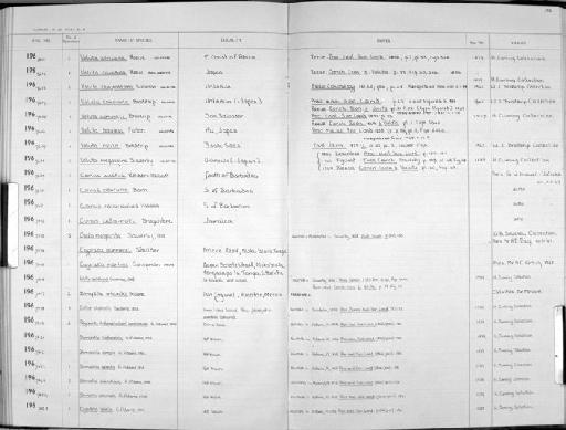 Voluta cassidula Reeve, 1849 - Zoology Accessions Register: Mollusca: 1962 - 1969: page 192