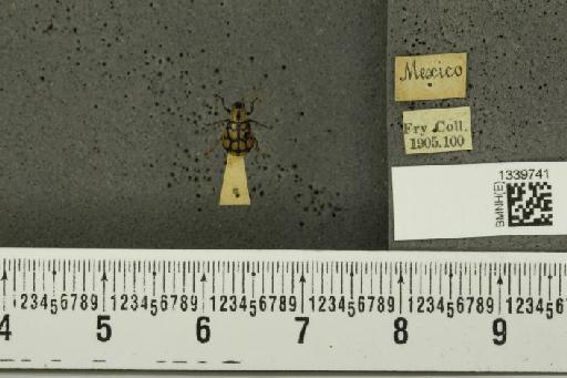 Paranapiacaba chevrolati (Harold, 1875) - BMNHE_1339741_22286