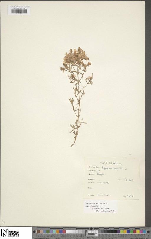 Hypericum perforatum subsp. veronense (Schrank) H.Lindb. - BM001203061