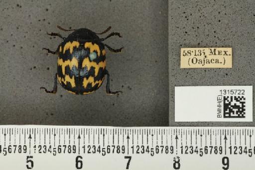 Leptinotarsa lacerata Stål, 1858 - BMNHE_1315722_15359