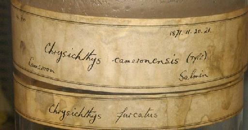 Chrysichthys camaronensis Günther, 1899 - 1871.11.20.21; Chrysichthys cameronensis; image of jar label; ACSI project image