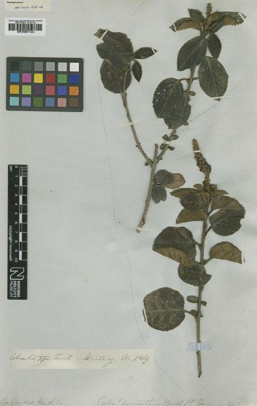 Croton pycnanthus Benth. - BM000947384