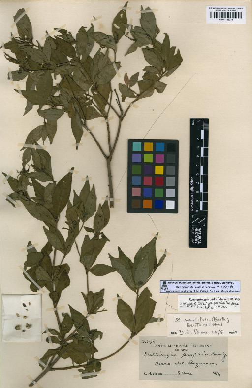 Stillingia acutifolia (Benth.) Benth. ex Hemsl. - BM001125279