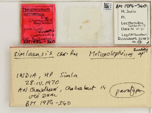 Metopolophium chandrani David & Narayanan, 1968 - 015439941_112694_1094992_157866_Type