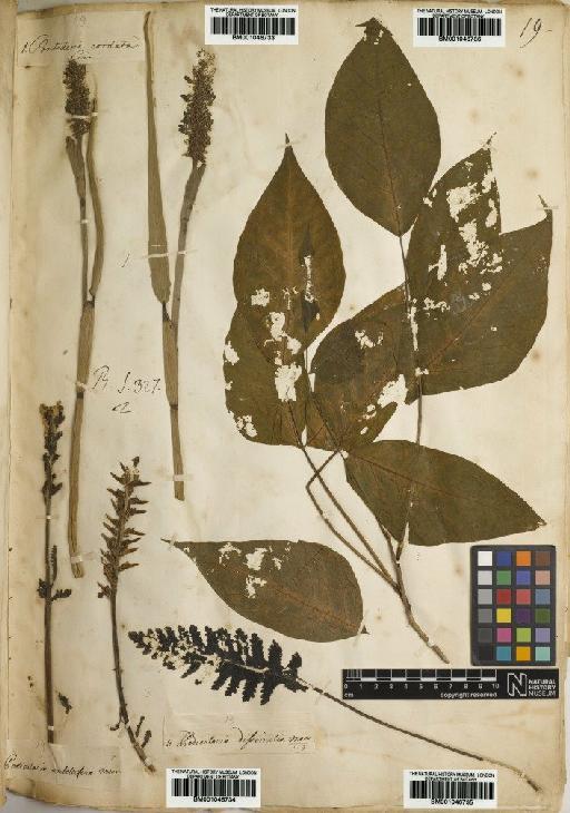 Toxicodendron radicans (L.) Kuntze - BM001046736