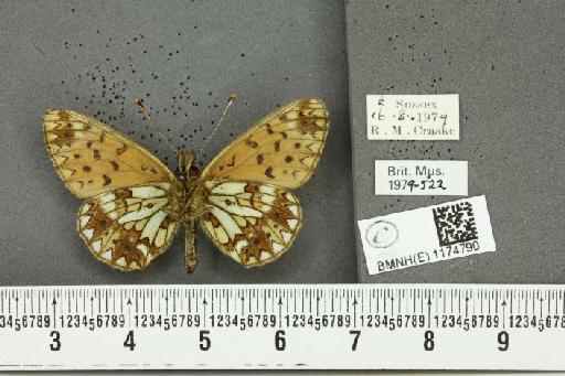 Boloria selene selene ab. gerda Schultz, 1908 - BMNHE_1174790_30379