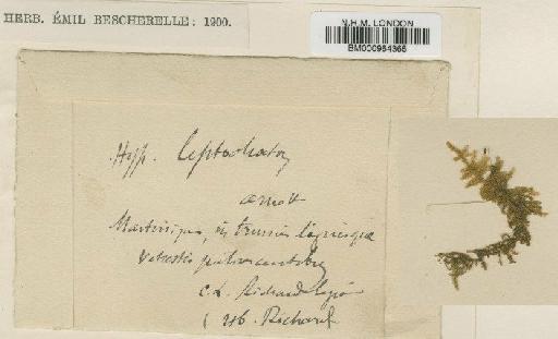 Rhaphidorrhynchium leptochaeton (Schwägr.) Broth. - BM000964365
