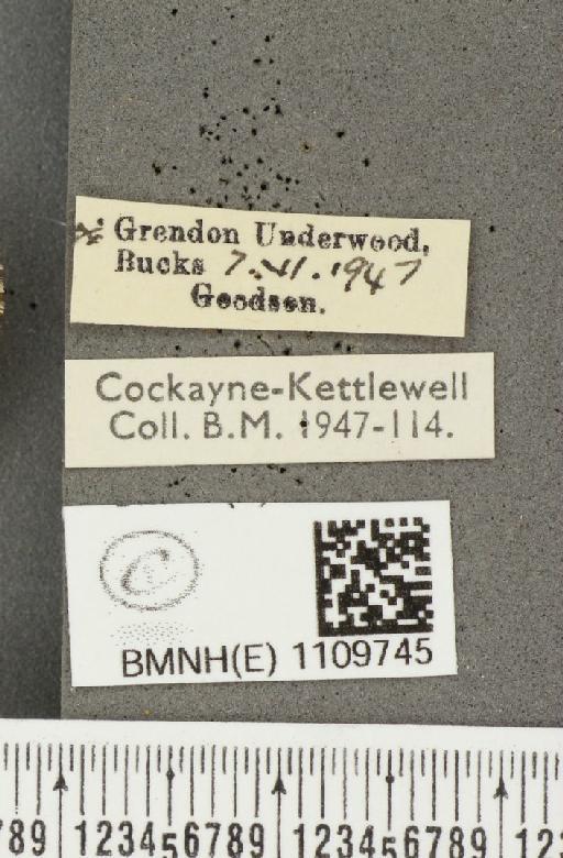 Euphydryas aurinia (Rottemburg, 1775) - BMNHE_1109745_label_51343