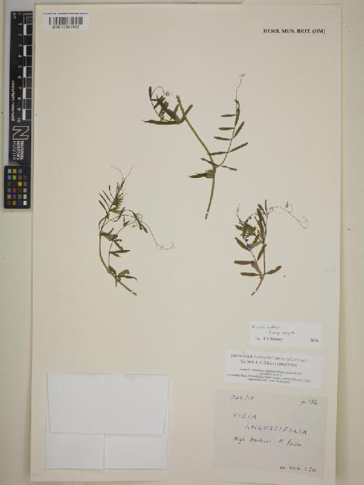 Vicia sativa subsp. nigra (L.) Ehrh. - BM013391962