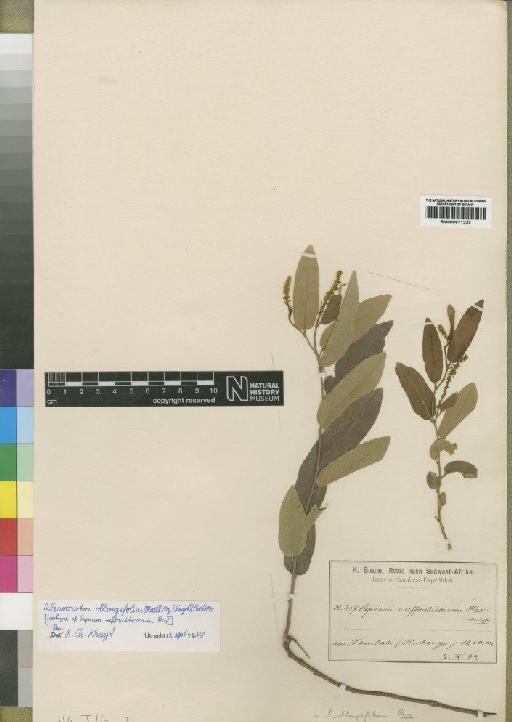 Sapium oblongifolium (Müll.Arg.) Pax - BM000911223