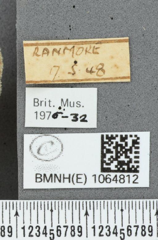 Coenonympha pamphilus (Linnaeus, 1758) - BMNHE_1064812_label_25863