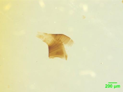 Scaphidiinae Latreille, 1806 - 010189092__