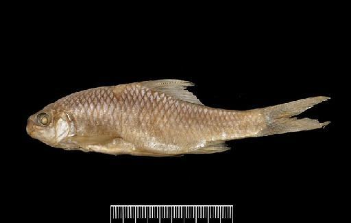 Scaphiodonichthys burmanicus Vinciguerra, 1890 - S.burmanicus PARALECTOTYPE 1889.10.4.2