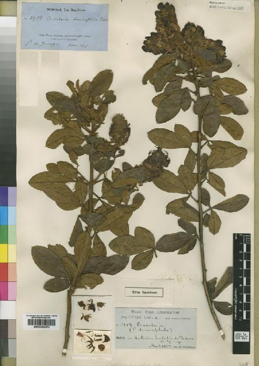 Crotalaria densicephala Welw. ex Baker - BM000843570